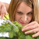 Come Seminare E Far Crescere Un.Bonsai Scopri come seminare e far crescere un bonsai con i nostri consigli esperti