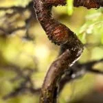 Quante Volte Si Deve Annaffiare Un Bonsai Scopri quanti volte si deve annaffiare un bonsai per mantenerlo sano e rigoglioso