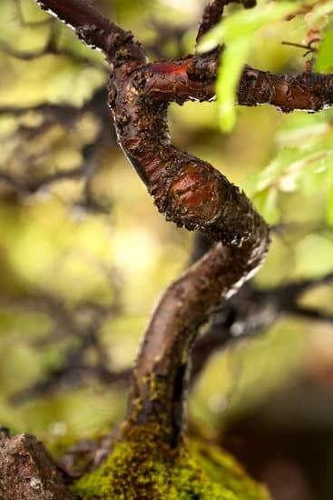 Quante Volte Si Deve Annaffiare Un Bonsai 1 Scopri quanti volte si deve annaffiare un bonsai per mantenerlo sano e rigoglioso