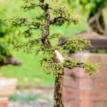 Come Curare Pianta Bonsai Ginseng Scopri come curare la tua pianta bonsai ginseng con consigli professionali