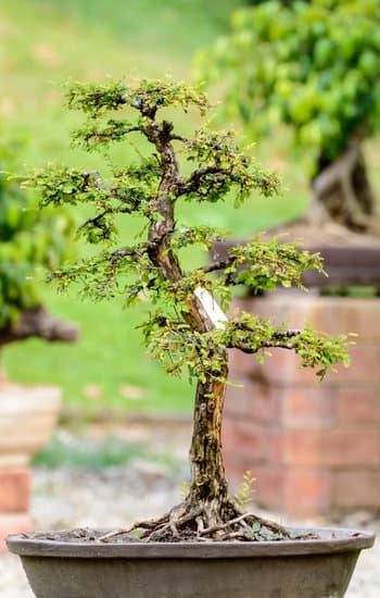 Come Curare Pianta Bonsai Ginseng 1 Scopri come curare la tua pianta bonsai ginseng con consigli professionali