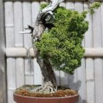 Quando Si Può Lavorare Phirillea Bonsai Scopri quando si può lavorare sul tuo bonsai con la giusta PHIRILLEA