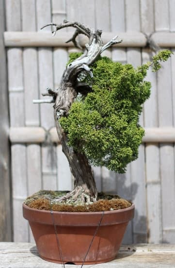 Quando Si Può Lavorare Phirillea Bonsai 1 Scopri quando si può lavorare sul tuo bonsai con la giusta PHIRILLEA