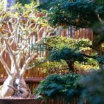 Come Far Ingrossare Un Bonsai E Cambiare Vaso Utilizza concime specifico per bonsai per far ingrossare e cambia vaso regolarmente