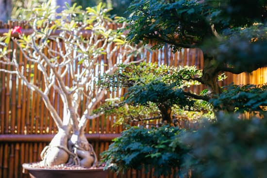 Come Far Ingrossare Un Bonsai E Cambiare Vaso 1 Utilizza concime specifico per bonsai per far ingrossare e cambia vaso regolarmente