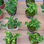 Come Ancorare Il Bonsai Utilizza terra specifica per bonsai per ancorare il bonsai al suo vaso