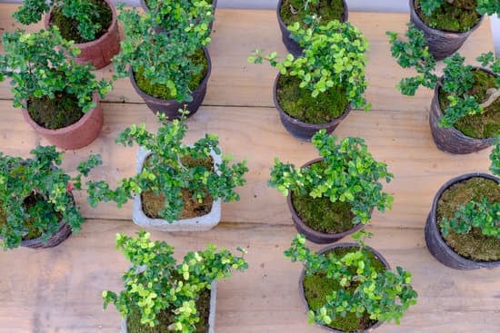 Come Ancorare Il Bonsai 1 Utilizza terra specifica per bonsai per ancorare il bonsai al suo vaso