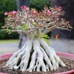 Utilizzare la tecnica di potatura selettiva per mantenere la forma del bonsai olmo