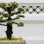 Come Fare Un Bonsai Di Abete Rosso Guida dettagliata su come fare un bonsai di abete rosso