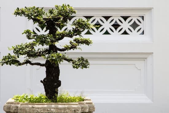 Come Fare Un Bonsai Di Abete Rosso 1 Guida dettagliata su come fare un bonsai di abete rosso