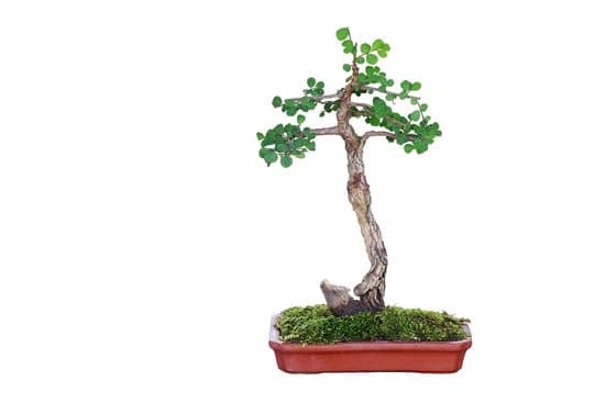 Cosa Fare Se Si Ammala Un Bonsai 1 cure specifiche per garantire la sua salute