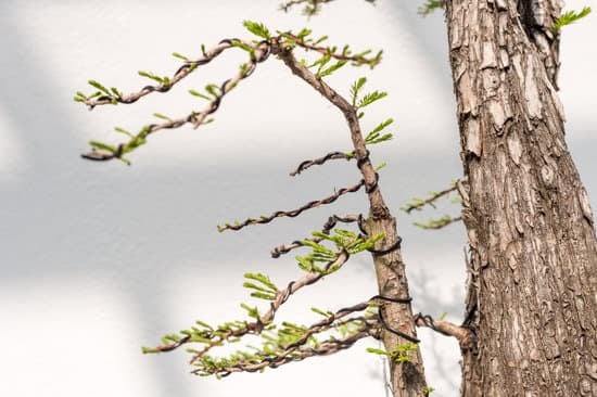 Come Si Fa Il Bonsai 1 segui i passi per creare un bonsai perfetto