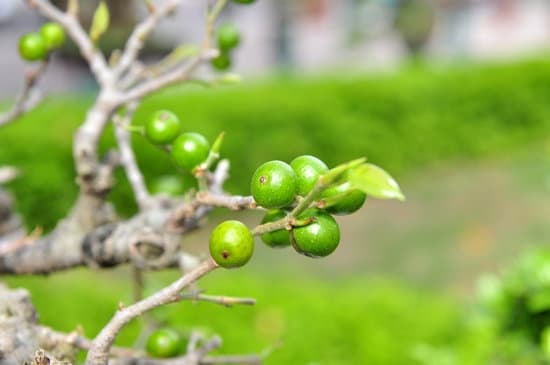 Come Aumentare Tronco Bonsai 1 Scopri come aumentare tronco bonsai con semplici passaggi e consigli esperti