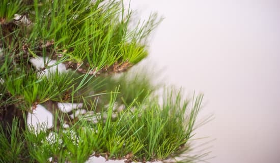 Quando Dare Forma a Bonsai 1 consigli per modellare al meglio le tue piante in vaso