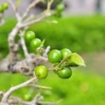 Perché Il Bonsai Ha Fatto Foglie Grandi Scopri perché il bonsai ha foglie grandi e come gestirle per una crescita ottimale