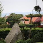 Quanto tempo un bonsai può sopravvivere in acqua