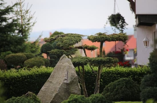 Quanto Tempo Bonsai in Acqua 1 Quanto tempo un bonsai può sopravvivere in acqua