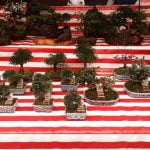 Come Mantenere Il Muschio Sul Bonsai Utilizza concime specifico per il muschio sul bonsai
