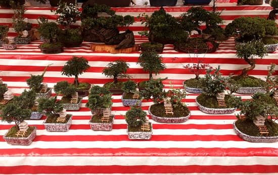 Come Riprendere Un Bonsai Secco 1 consigli per riidratarlo e restituirgli la vitalità