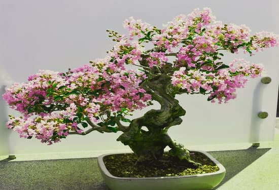 Come Sj Cura Il Bonsai 1 tecniche e consigli per mantenerlo sano e bello