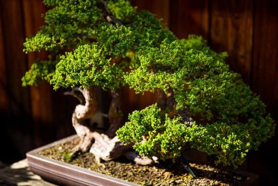 Cosa Vuol Dire La Parola Giapponese Bonsai 1 Scopri il significato della parola giapponese 'bonsai' attraverso un viaggio nella sua tradizione millenaria
