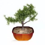 Come Realizzare l'Apice Ad Un Bonsai come realizzare l'apice ad un bonsai