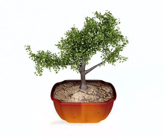 Come Realizzare l'Apice Ad Un Bonsai 1 come realizzare l'apice ad un bonsai