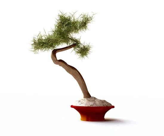 Come Innaffiare Le Piante Bonsai Vaso Senza Buchi 1 Consigli su come innaffiare le piante bonsai in vaso senza buchi