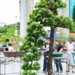 Quando Potare Pino Bonsai consigli essenziali per la cura ottimale