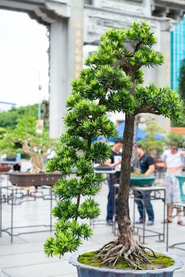 Quando Potare Pino Bonsai 1 consigli essenziali per la cura ottimale