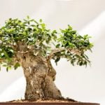 Come Fare Un Bonsai Di Carrubo Guida pratica su come fare un bonsai di carrubo