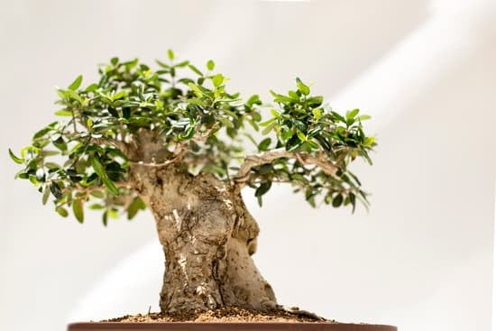 Come Fare Un Bonsai Di Carrubo 1 Guida pratica su come fare un bonsai di carrubo