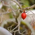 Dove Trovare I Fili Per Fare I Bonsai Di Ferro Scopri dove trovare i fili per creare bonsai di ferro in modo semplice e conveniente