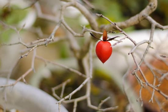 Dove Trovare I Fili Per Fare I Bonsai Di Ferro 1 Scopri dove trovare i fili per creare bonsai di ferro in modo semplice e conveniente