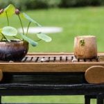 Guida passo-passo su come creare bonsai pino