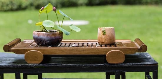 Come Creare Bonsai Pino 1 Guida passo-passo su come creare bonsai pino