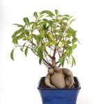 Scopri come creare un bonsai di ulivo con i nostri consigli esperti