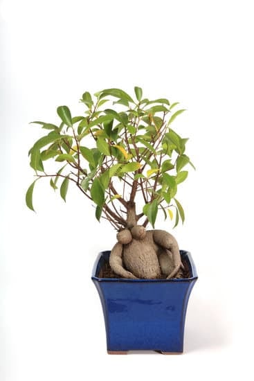 Come Creare Un Bonsai Di Ulivo 1 Scopri come creare un bonsai di ulivo con i nostri consigli esperti