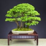 Perché Bonsai Perde Foglie cause e soluzioni per mantenerlo sano