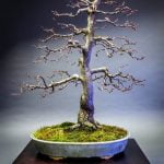 Come Curare Un Bonsai Di Olivo guida dettagliata e consigli pratici