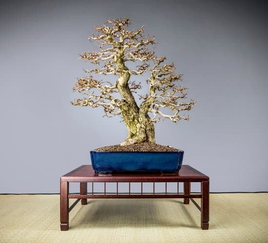 Come Innaffiare Il Bonsai 1 Utilizza un vaporizzatore per inumidire delicatamente il bonsai