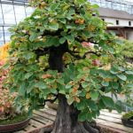 Scopri quando potare un bonsai per garantire la sua salute e vitalità