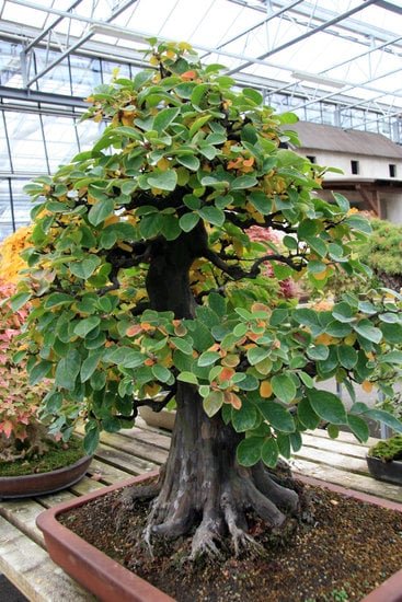 Scopri quando potare un bonsai per garantire la sua salute e vitalità