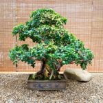 Come Seminare Un Bonsai Guida dettagliata su come seminare un bonsai in pochi passaggi