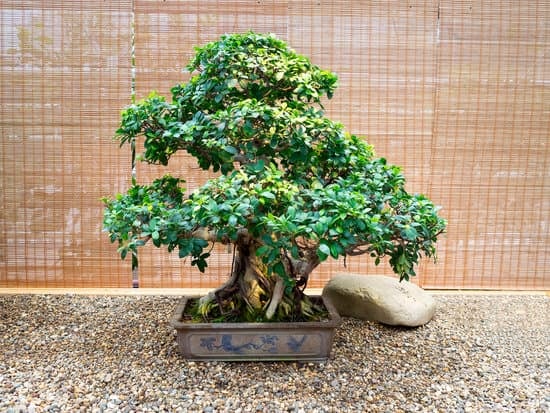 Guida dettagliata su come seminare un bonsai in pochi passaggi