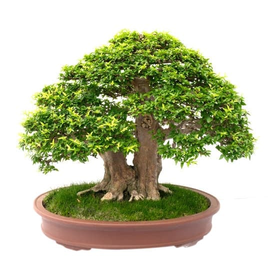Come Puantare Un Bonsai Di Olno 1 Guida completa su come piantare un bonsai di olmo.
