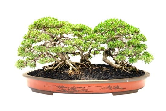 Come Creare Un Bonsai Di Oleandro 1 Guida dettagliata su come creare un bonsai di oleandro con successo e soddisfazione