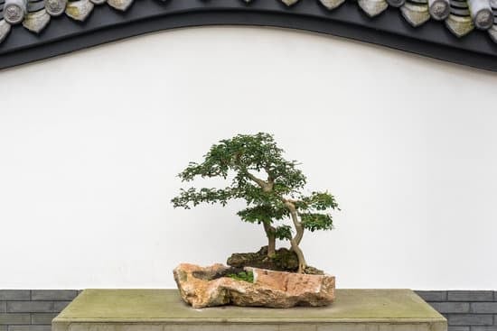 Come Tenere in Cura Un Bonsai 1 Scopri come tenere in cura un bonsai con i nostri consigli esperti