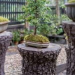 Come Coltivare Bonsai Ginseng Scopri i segreti su come coltivare bonsai ginseng