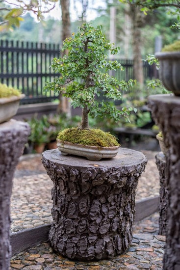 Come Coltivare Bonsai Ginseng 1 Scopri i segreti su come coltivare bonsai ginseng